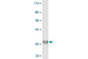 Western Blot detection against Immunogen (35. (FBXW12 抗体  (AA 265-354))
