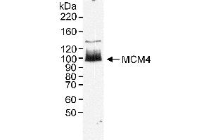 Western Blotting (WB) image for anti-Minichromosome Maintenance Deficient 4 (MCM4) (AA 750-800) antibody (ABIN7454513)