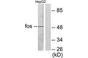 Western blot analysis of extracts from HepG2 cells, using Fos Antibody. (c-FOS 抗体  (AA 1-50))