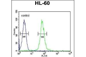 ABCD1 Antibody (Center) (ABIN654412 and ABIN2844150) flow cytometric analysis of HL-60 cells (right histogram) compared to a negative control cell (left histogram). (ABCD1 抗体  (AA 257-285))