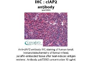 Image no. 3 for anti-Baculoviral IAP Repeat Containing 3 (BIRC3) (AA 314-508) antibody (ABIN1733088) (BIRC3 抗体  (AA 314-508))