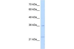 Western Blotting (WB) image for anti-Transcription Factor MafB (MAFB) antibody (ABIN2460784) (MAFB 抗体)