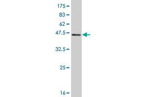 Western Blotting (WB) image for anti-Serine/threonine-Protein Kinase MST4 (MST4) (AA 1-137) antibody (ABIN526924)