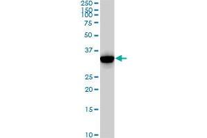 CDK2 monoclonal antibody (M02), clone 2E8. (CDK2 抗体  (AA 211-298))