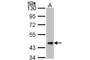 WB Image Sample (30 ug of whole cell lysate) A: Hela 10% SDS PAGE antibody diluted at 1:1000 (FSTL1 抗体  (C-Term))