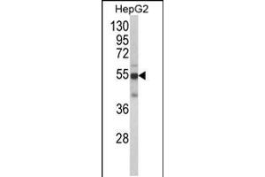 Western blot analysis of CYP2J2 Antibody in HepG2 cell line lysates (35ug/lane) (CYP2J2 抗体  (N-Term))