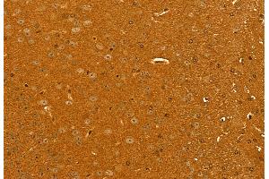 ABIN6262030 and ABIN6272943 at 1/100 staining Mouse brain tissue by IHC-P. (GOLPH3 抗体  (C-Term))