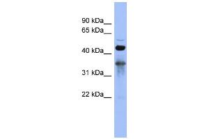 WB Suggested Anti-RBM9 Antibody Titration:  0. (RBM9 抗体  (Middle Region))