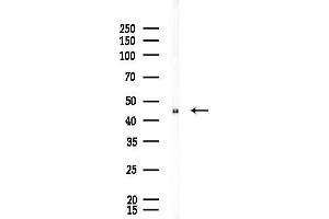 Western blot analysis of lysates from Rat brain, using CBX8 Antibody at 1/1000 dilution.