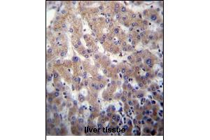 POFUT2 Antibody (Center) (ABIN656784 and ABIN2846002) immunohistochemistry analysis in formalin fixed and paraffin embedded human liver tissue followed by peroxidase conjugation of the secondary antibody and DAB staining.