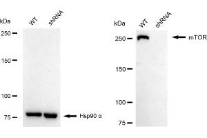 Western blotting analysis using mTOR antibody (ABIN7799347). (Recombinant MTOR 抗体)