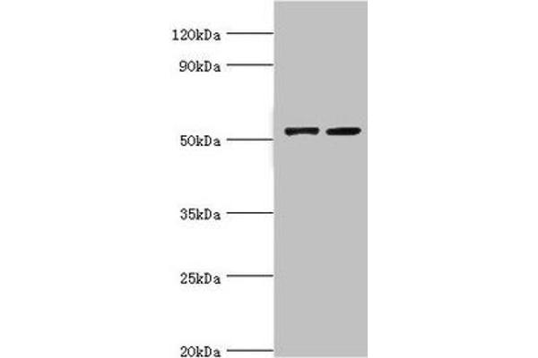 CBLC 抗体  (AA 245-474)