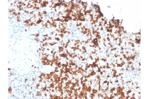 Formalin-fixed, paraffin-embedded human Spleen stained with Granzyme B Monospecific Mouse Monoclonal Antibody (GZMB/3056). (GZMB 抗体  (AA 73-187))
