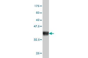 Western Blotting (WB) image for anti-Enolase 2 (Gamma, Neuronal) (ENO2) (AA 325-434) antibody (ABIN560742)