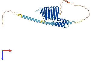 TBCC Protein (AA 1-341) (His tag)