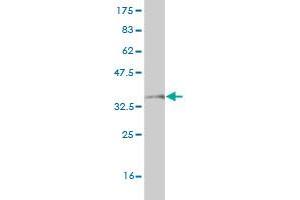 Western Blotting (WB) image for anti-Mannose Receptor, C Type 2 (MRC2) (AA 105-214) antibody (ABIN523294)