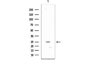 anti-Folate Receptor 3 (Gamma) (FOLR3) (C-Term) antibody