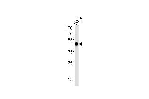 HNF4G Antibody (N-term) (ABIN652342 and ABIN2841567) western blot analysis in WiDr cell line lysates (35 μg/lane). (HNF4 gamma 抗体  (N-Term))
