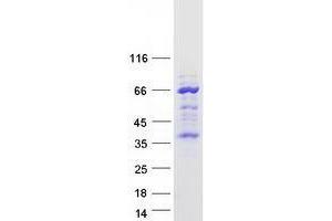 Validation with Western Blot (TMEM215 Protein (Myc-DYKDDDDK Tag))