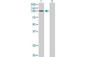 Western Blotting (WB) image for anti-General Transcription Factor IIIC, Polypeptide 3, 102kDa (GTF3C3) (AA 112-214) antibody (ABIN522785)
