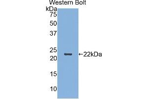 Western Blotting (WB) image for anti-Sema Domain, Immunoglobulin Domain (Ig), Short Basic Domain, Secreted, (Semaphorin) 3F (SEMA3F) (AA 604-785) antibody (ABIN1860522) (SEMA3F 抗体  (AA 604-785))