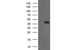 Image no. 1 for anti-Mitogen-Activated Protein Kinase Kinase 2 (MAP2K2) antibody (ABIN1499478) (MEK2 抗体)