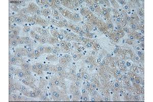 Image no. 2 for anti-Neurogenin 1 (NEUROG1) antibody (ABIN1499702) (Neurogenin 1 抗体)