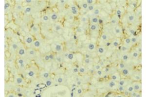 ABIN6277129 at 1/100 staining Mouse liver tissue by IHC-P. (LETMD1 抗体  (N-Term))