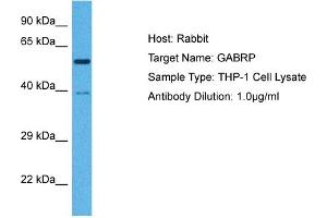 Host:  Rabbit  Target Name:  GABRP  Sample Tissue:  Human THP-1 Whole Cell  Antibody Dilution:  1ug/ml (GABRP 抗体  (N-Term))