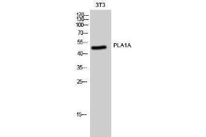 Western Blotting (WB) image for anti-Phospholipase A1 Member A (PLA1A) (C-Term) antibody (ABIN3186494) (PLA1A 抗体  (C-Term))