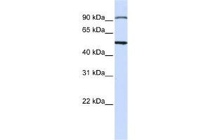 WB Suggested Anti-STAMBP Antibody Titration: 0. (STAMBP 抗体  (N-Term))