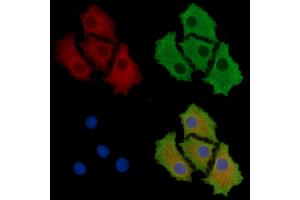 ABIN7095700 and ABIN7099762 staining HepG2 cells by IF/ICC.