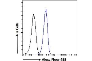 (ABIN570984) Flow cytometric analysis of paraformaldehyde fixed Neuro2a cells (blue line), permeabilized with 0. (CaMKII alpha/beta (Internal Region) 抗体)
