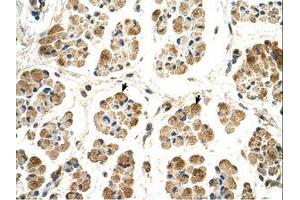 Image no. 1 for anti-P450 (Cytochrome) Oxidoreductase (POR) (AA 131-180) antibody (ABIN320874) (POR 抗体  (AA 131-180))