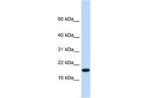EGLN2 antibody used at 1. (PHD1 抗体  (N-Term))