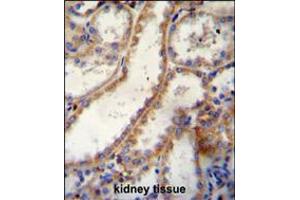 FKBP10 Antibody immunohistochemistry analysis in formalin fixed and paraffin embedded human kidney tissue followed by peroxidase conjugation of the secondary antibody and DAB staining. (FKBP10 抗体  (C-Term))