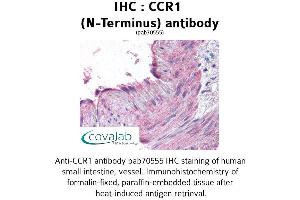 Image no. 1 for anti-Chemokine (C-C Motif) Receptor 1 (CCR1) (Extracellular Domain), (N-Term) antibody (ABIN1732754) (CCR1 抗体  (Extracellular Domain, N-Term))