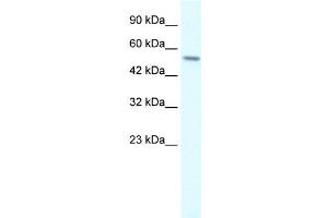 Western Blotting (WB) image for anti-Regulator of G-Protein Signaling 6 (RGS6) antibody (ABIN2459949) (RGS6 抗体)
