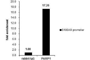 ChIP Image Cross-linked ChIP was performed with Raji chromatin extract and 5 μg of either control rabbit IgG or anti-PARP1 antibody. (PARP1 抗体)