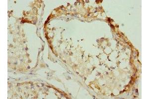 Immunohistochemistry of paraffin-embedded human testis tissue using ABIN7142727 at dilution of 1:100 (RPLP2 抗体  (AA 1-115))