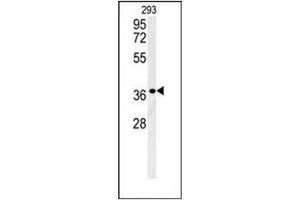 Western blot analysis of LGALS9B Antibody (Center) in 293 cell line lysates (35ug/lane). (LGALS9B 抗体  (Middle Region))
