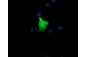 Image no. 2 for anti-Kinesin Family Member 25 (KIF25) antibody (ABIN1499039) (KIF25 抗体)