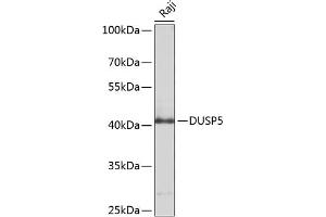 Western blot analysis of extracts of Raji cells, using DUSP5 antibody (ABIN6127793, ABIN6139875, ABIN6139876 and ABIN6214374) at 1:1000 dilution. (DUSP5 抗体  (AA 315-384))