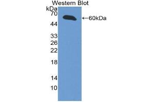 Western blot analysis of the recombinant protein. (INHBE 抗体  (AA 102-344))