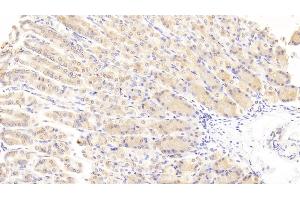 Detection of WISP1 in Mouse Stomach Tissue using Polyclonal Antibody to WNT1 Inducible Signaling Pathway Protein 1 (WISP1) (WISP1 抗体  (AA 213-350))