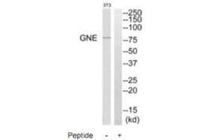 Western blot analysis of extracts from NIH/3T3 cells, using GNE antibody. (GNE 抗体  (C-Term))