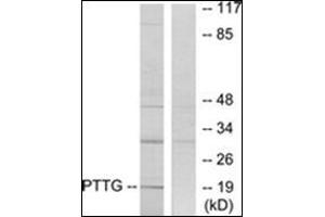 Western blot analysis of extracts from RAW264. (PTTG1IP 抗体  (Internal Region))