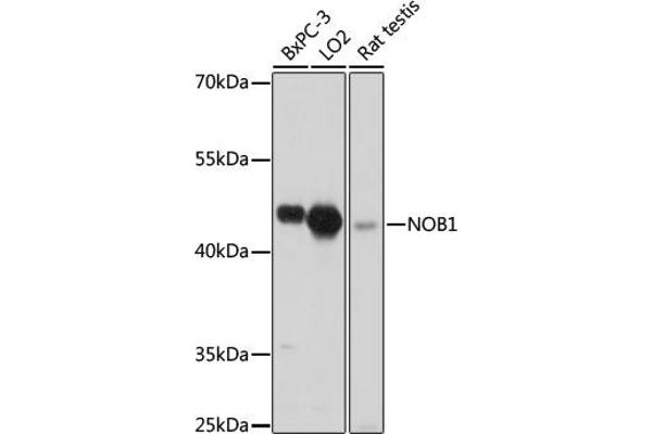 NOB1 anticorps  (AA 1-230)