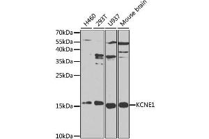 Western blot analysis of extracts of various cell lines, using KCNE1 antibody (ABIN1873374) at 1:1000 dilution. (KCNE1 抗体)
