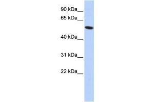 Western Blotting (WB) image for anti-Zinc Finger Protein 572 (ZNF572) antibody (ABIN2458216) (ZNF572 抗体)